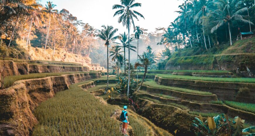 a person in a tropical field.
